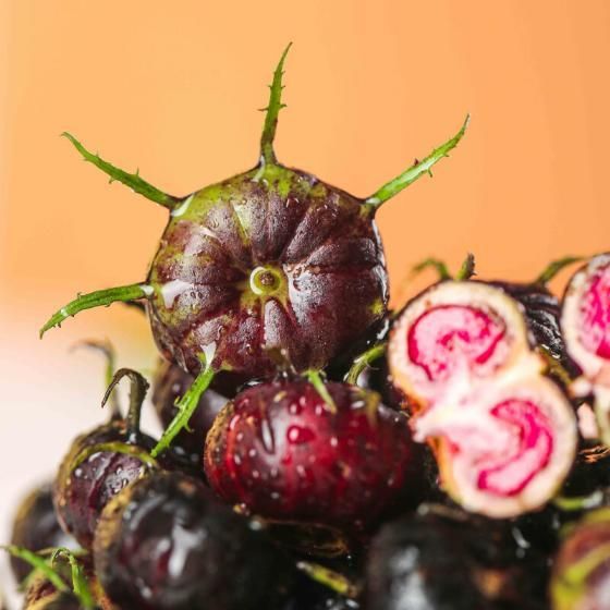 Imported Red Beery Ginseng-Spider Fruit Seeds – Premium Gardening & Planting Seeds | NISHU Superstores