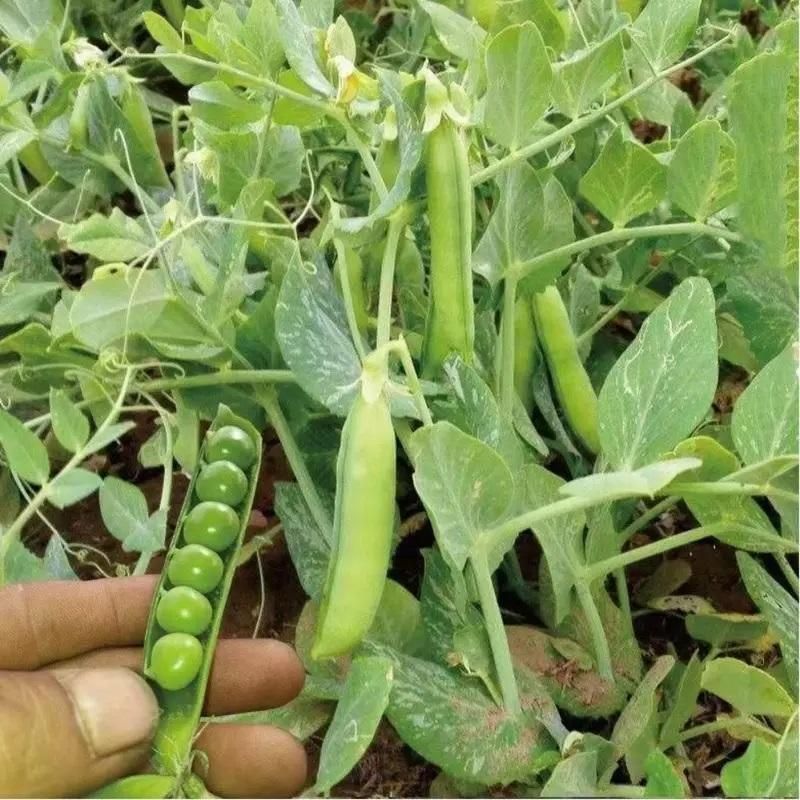 Green Peas Seeds (Pack of 20) – Fresh, High-Yield Vegetable Seeds for Home Garden | NISHU Superstores