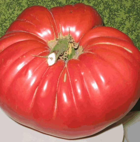 Giant Monster Tomato Seeds – Extra-Large, Juicy & High-Yield Variety | NISHU Superstores
