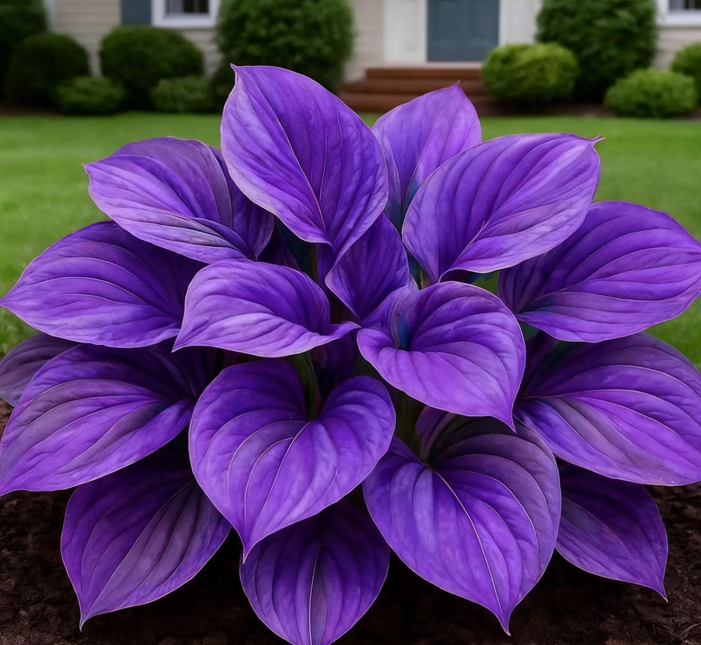 Blue Flame Hostas Seeds + 100g Organic Pot Mix Free – Gardening Kit | NISHU Superstores