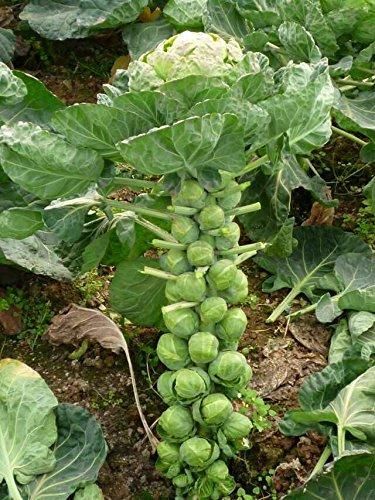 Nema Organic Brussels Sprouts Seeds – Fresh, Non-GMO & Easy to Grow | NISHU Superstores