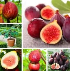 Fig Tree Seeds – Grow Sweet & Nutritious Figs at Home | NISHU Superstores