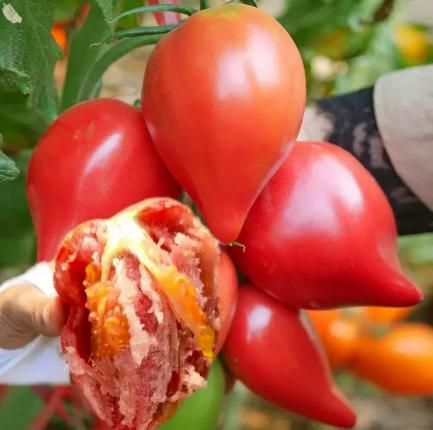 Mango Honey Tomato Seeds – Sweet & Juicy Hybrid Variety | NISHU Superstores