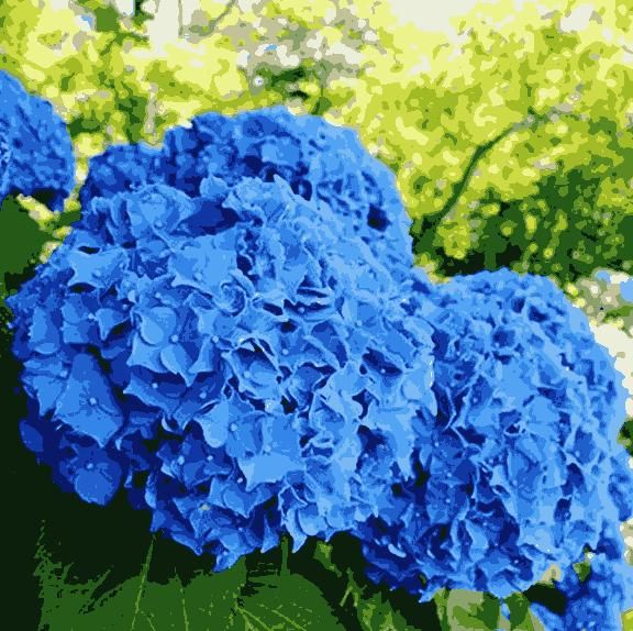 Hydrangea Seeds – Bloom Vibrant Colors & Unlock Nature’s Beauty | NISHU Superstores
