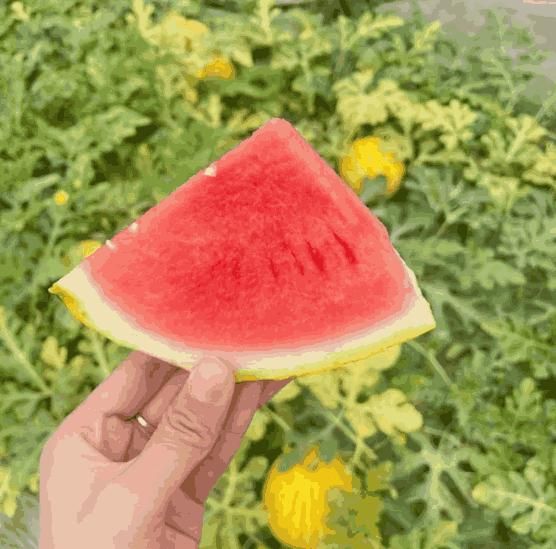 Golden Red Watermelon Seeds – Juicy, Sweet & High Yield | NISHU Superstores