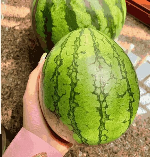 Ruby Watermelon Seeds – Sweet, Juicy & Deep Red Flesh | NISHU Superstores