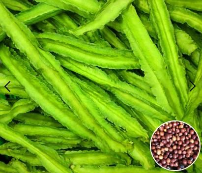 Dragon Bean Seeds – High-Yield, Nutritious & Easy to Grow | NISHU Superstores