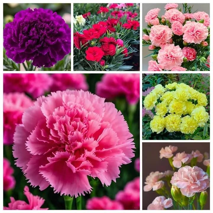 Carnation Seeds (100 gm) with Free Pot Mixture – Flower Seeds for Home Gardening | NISHU Superstores