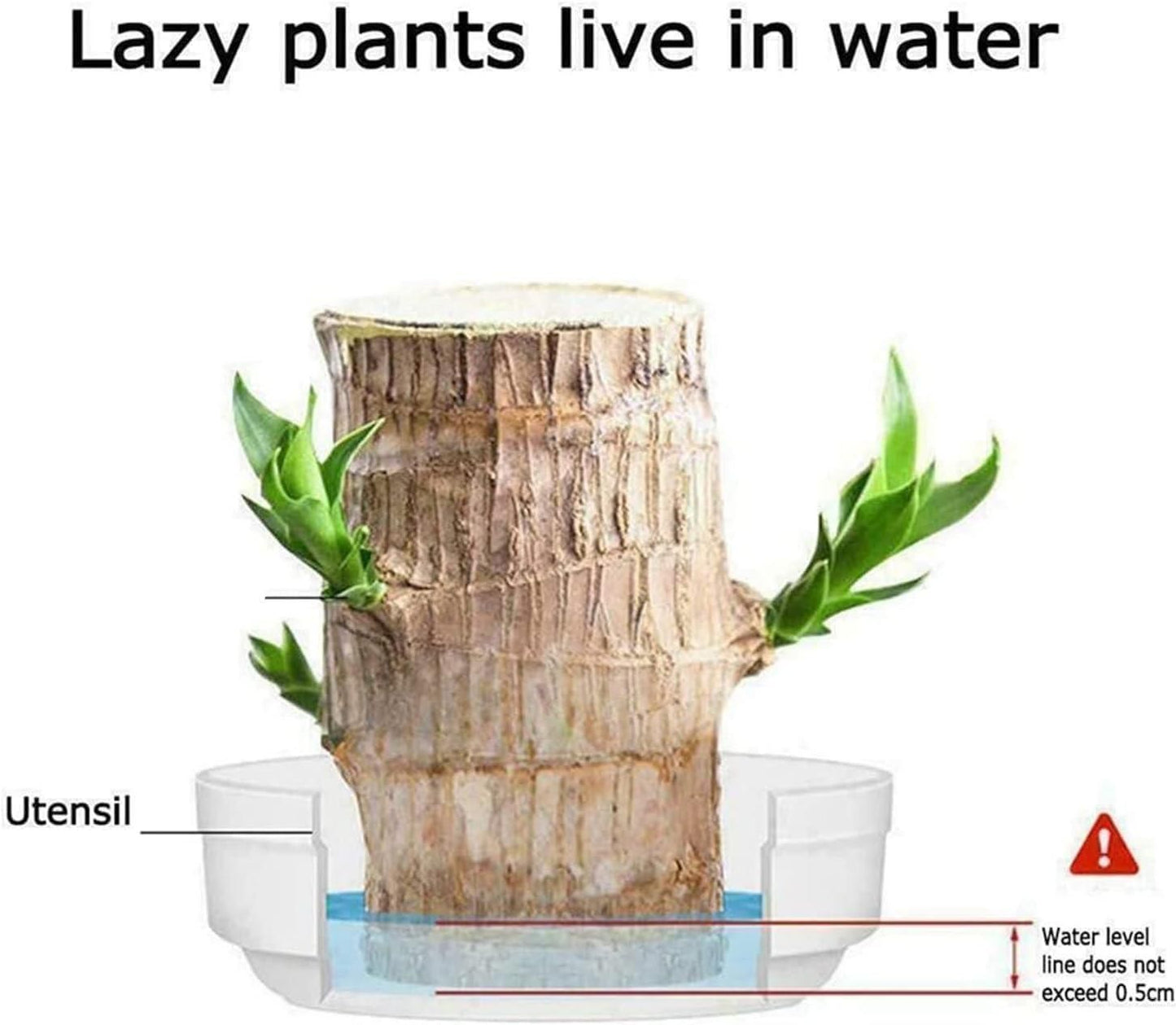 Brazilian Lucky Wood – Mini Home Plant Decoration for Positivity & Style | NISHU Superstores
