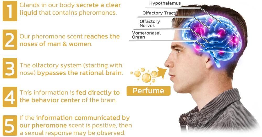 Scientifically Verified Dopamine Ring – Proven Effective Mood Enhancer | NISHU Superstores