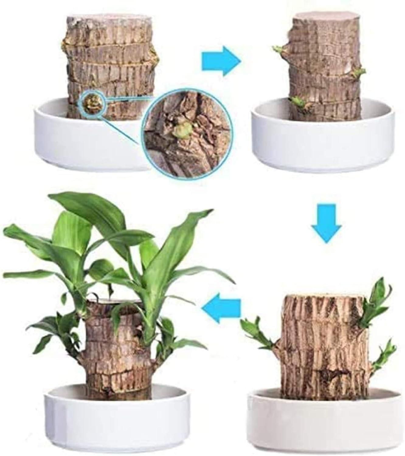 Brazilian Lucky Wood – Mini Home Plant Decoration for Positivity & Style | NISHU Superstores