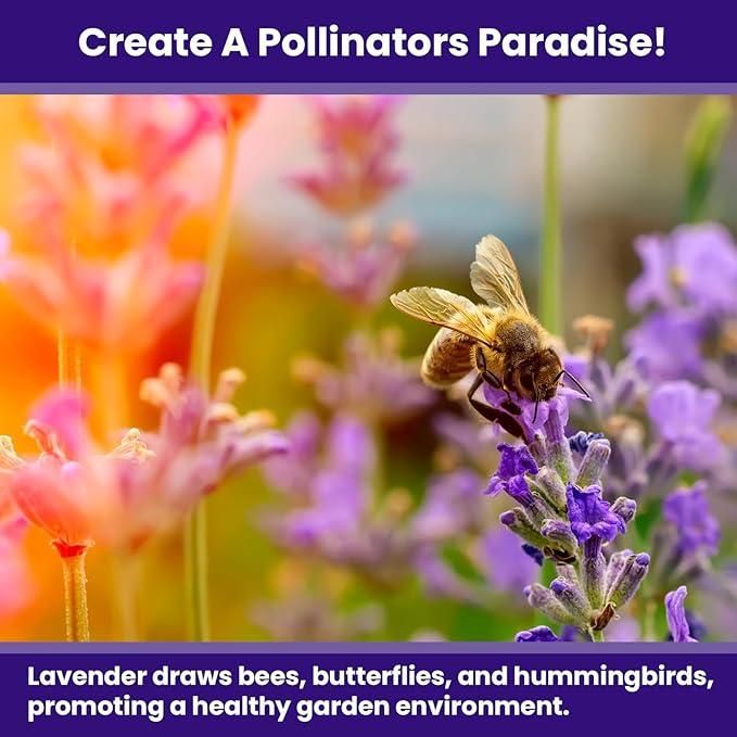 Lavender Seeds for Planting – 350gm Pack for Home Garden & Outdoor Farming | NISHU Superstores