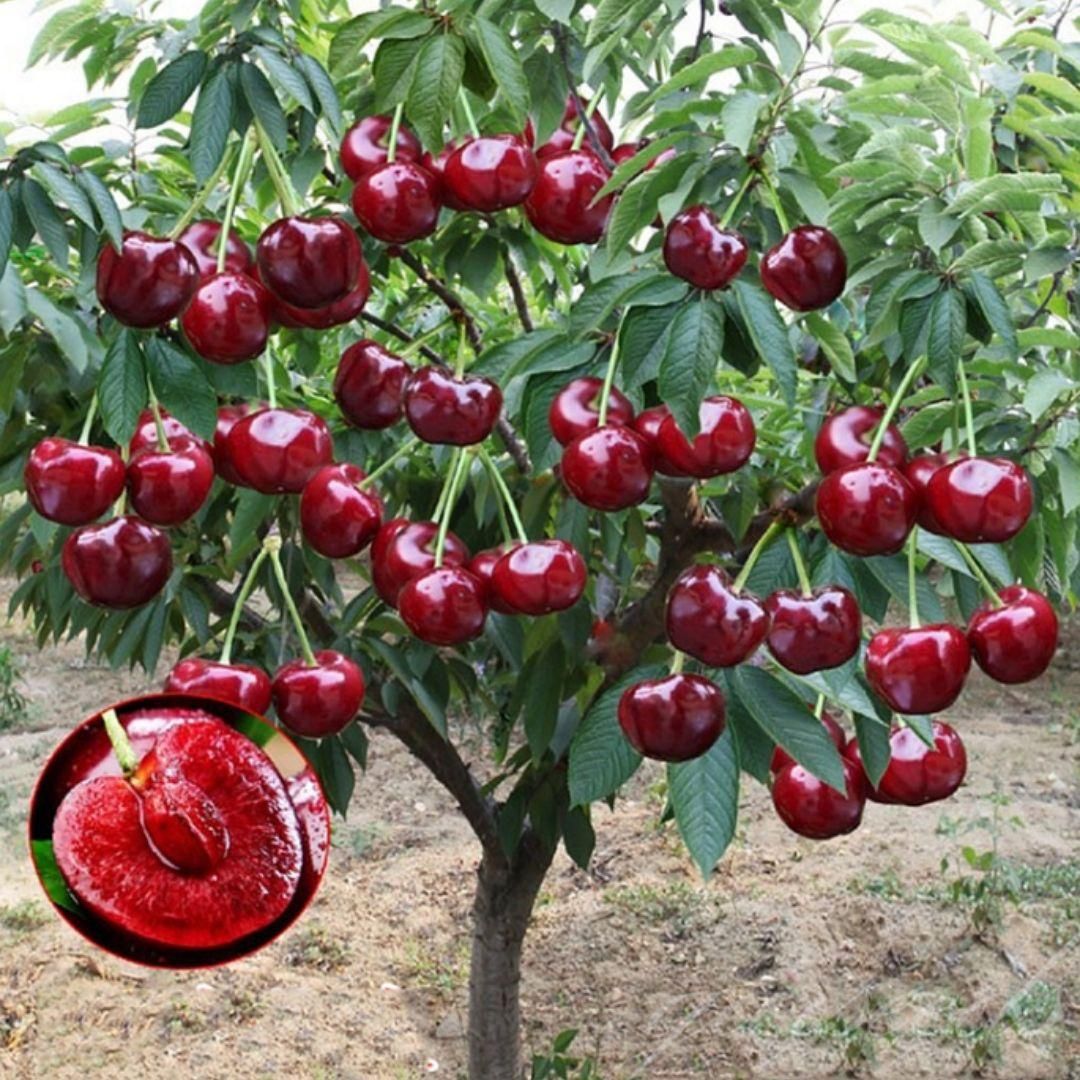 Rainier Cherry Fruit Seeds – Grow Sweet & Juicy Cherries at Home | NISHU Superstores