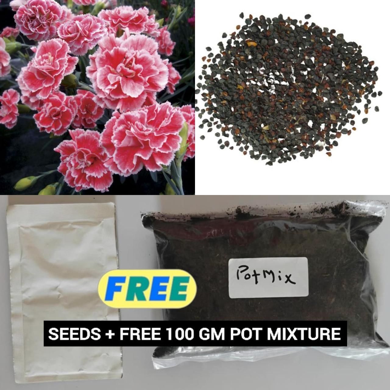 Carnation Seeds (100 gm) with Free Pot Mixture – Flower Seeds for Home Gardening | NISHU Superstores
