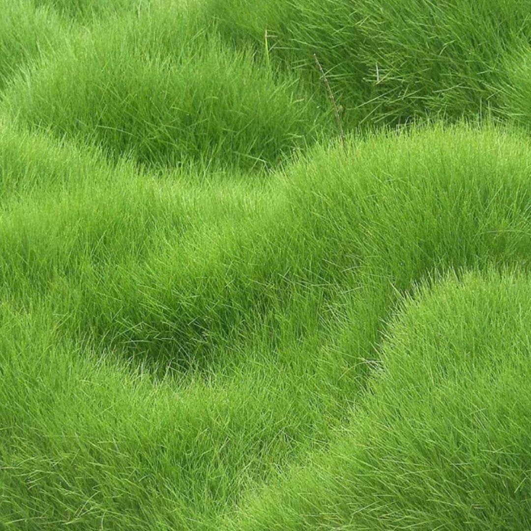 Hybrid Grass Seeds (100 Seeds) – Perfect for Lush Home Gardening | NISHU Superstores