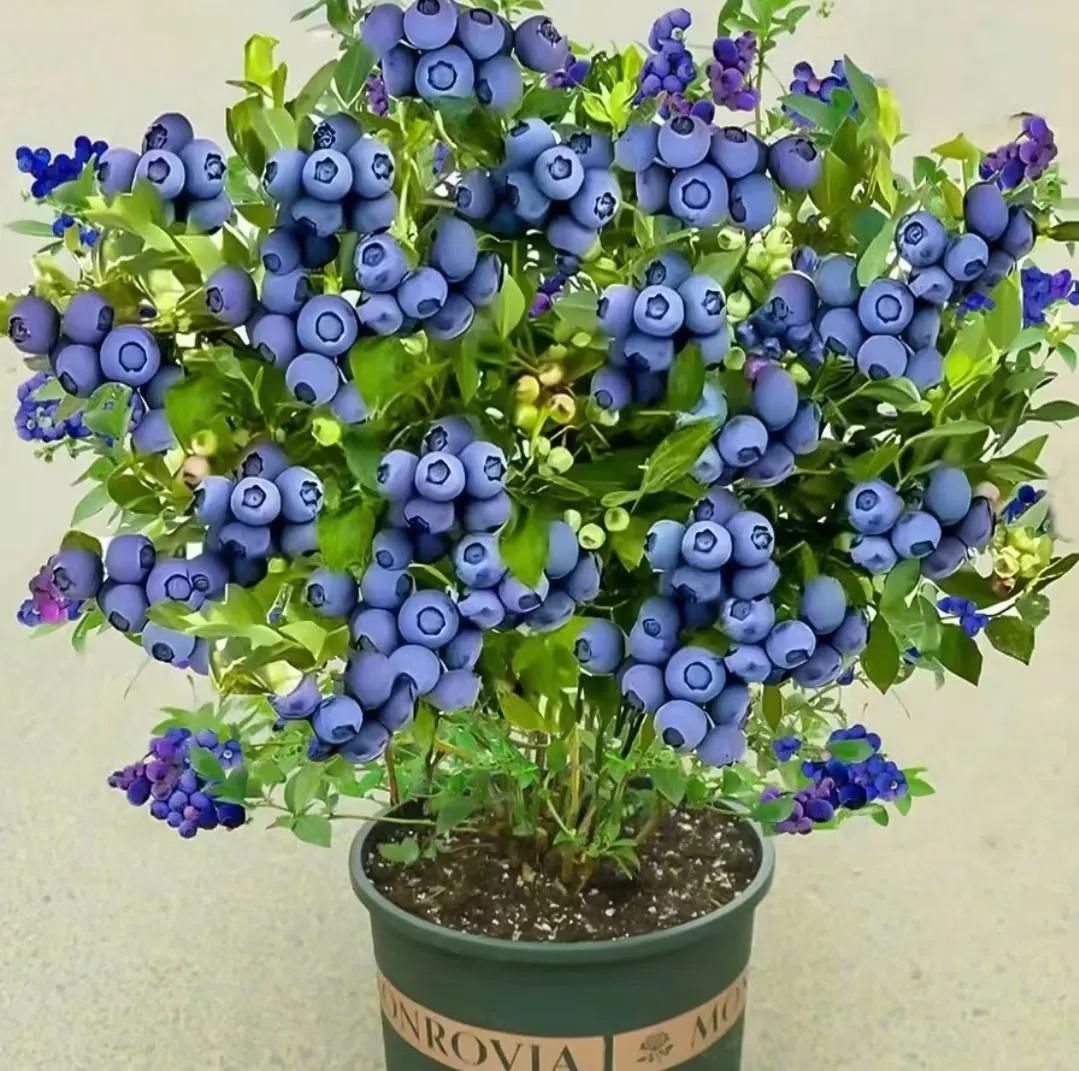 Giant Blueberry Fruit Seeds – Grow Juicy, Big Berries at Home | NISHU Superstores