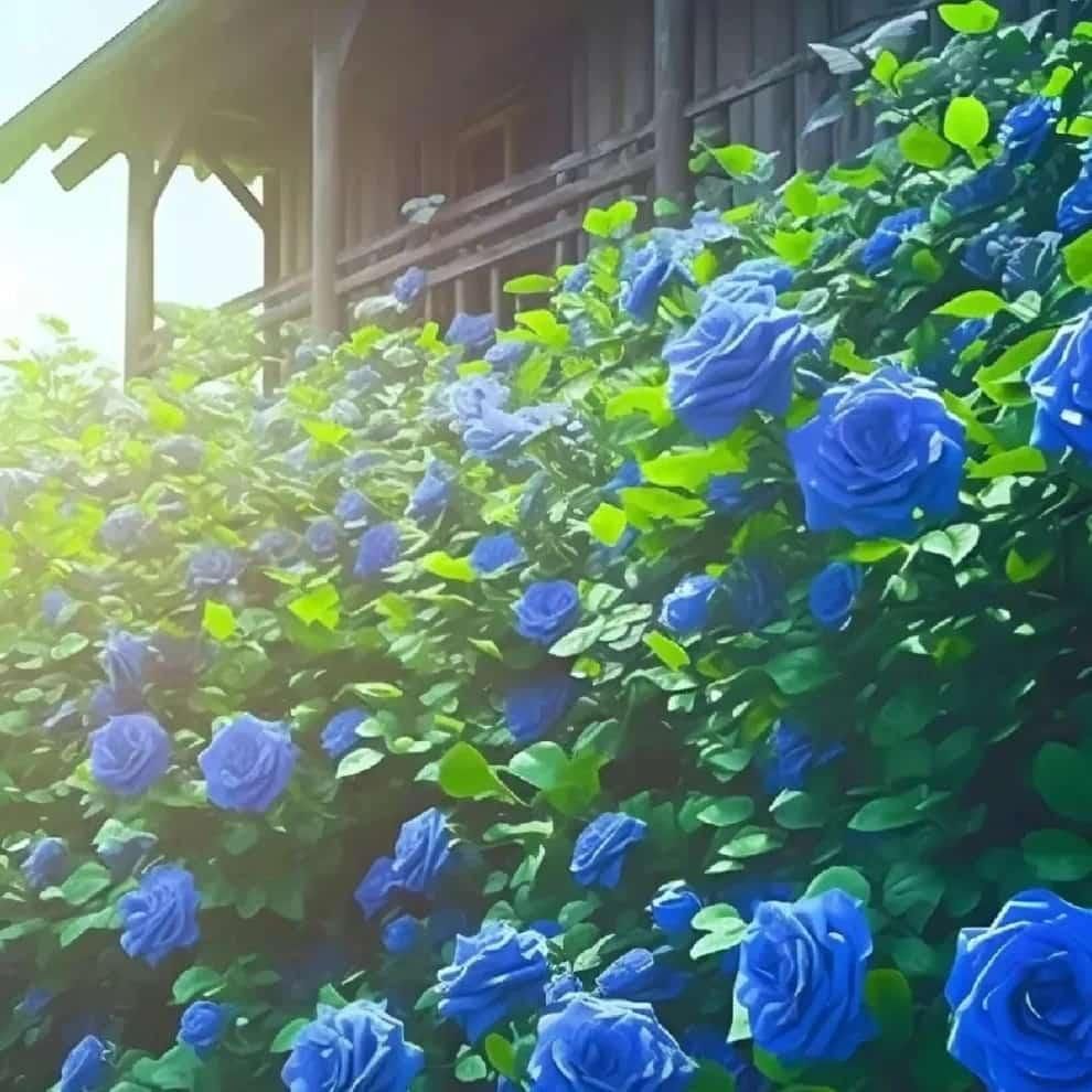 Blue Climbing Rose Seeds – Rare Flower Seeds for Garden Beauty | NISHU Superstores
