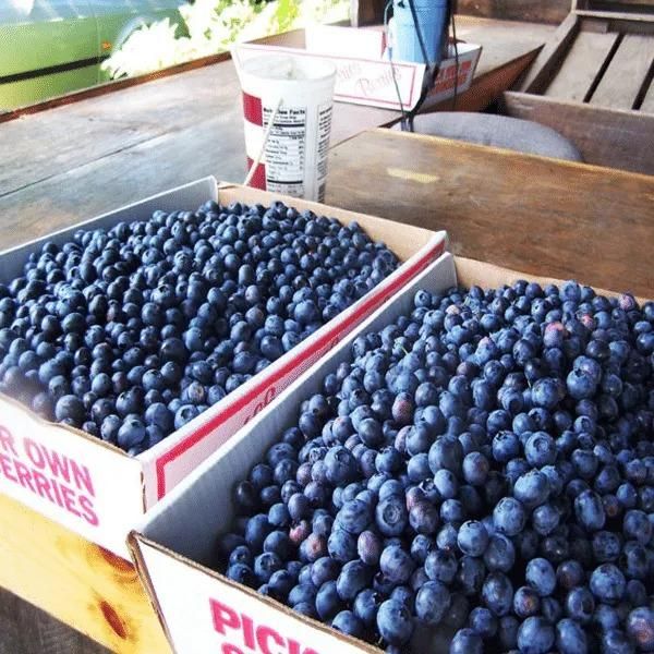 Giant Blueberry Fruit Seeds – Grow Juicy, Big Berries at Home | NISHU Superstores