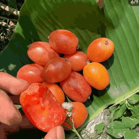 Buddha Lantern Fruit Seeds – Unique Decorative & Edible Fruit Plant | NISHU Superstores