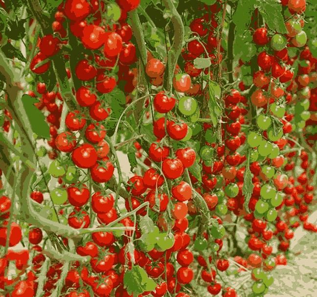 Waterfall Tomato Seeds – High Yield & Juicy Harvest for Home Garden | NISHU Superstores