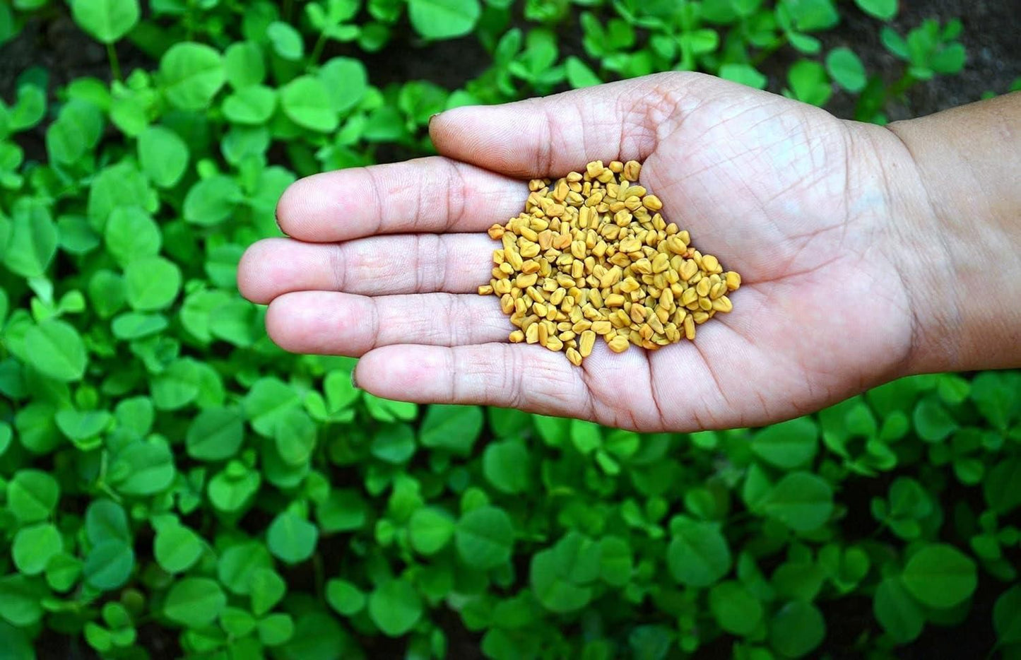 Fenugreek (Methi) Vegetable Seeds – Pack of 20 for Home Gardening | NISHU Superstores
