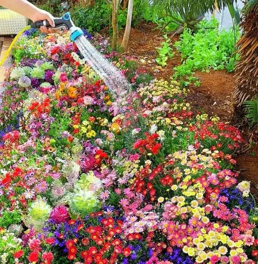 Varieties of Flower Seeds Pack (100 Seeds) + Free Plant Growth Supplement | NISHU Superstores