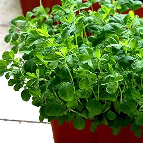 Fenugreek (Methi) Vegetable Seeds – Pack of 20 for Home Gardening | NISHU Superstores