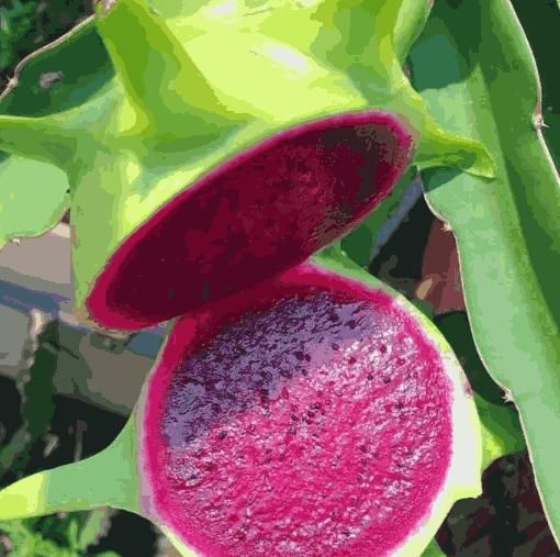 Multi-Colored Dragon Fruit Seeds – Exotic & Nutritious Fruits for Home Garden | NISHU Superstores