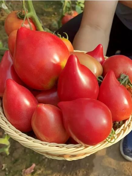 Mango Honey Tomato Seeds – Sweet & Juicy Hybrid Variety | NISHU Superstores