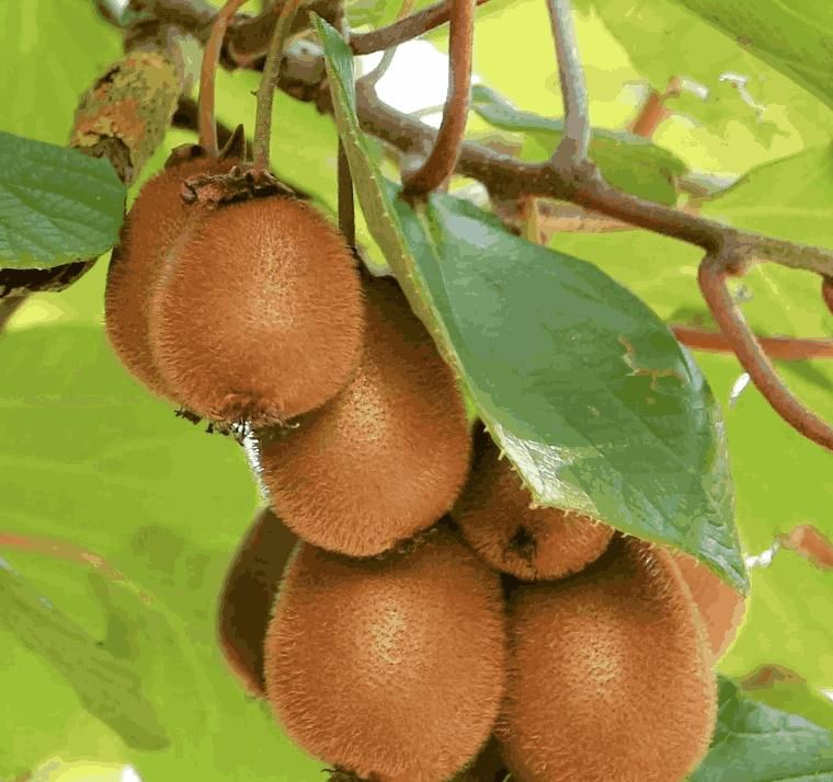 Kiwi Fruit Seeds – Juicy, Sweet & Sour | Perfect for Home Planting | NISHU Superstores