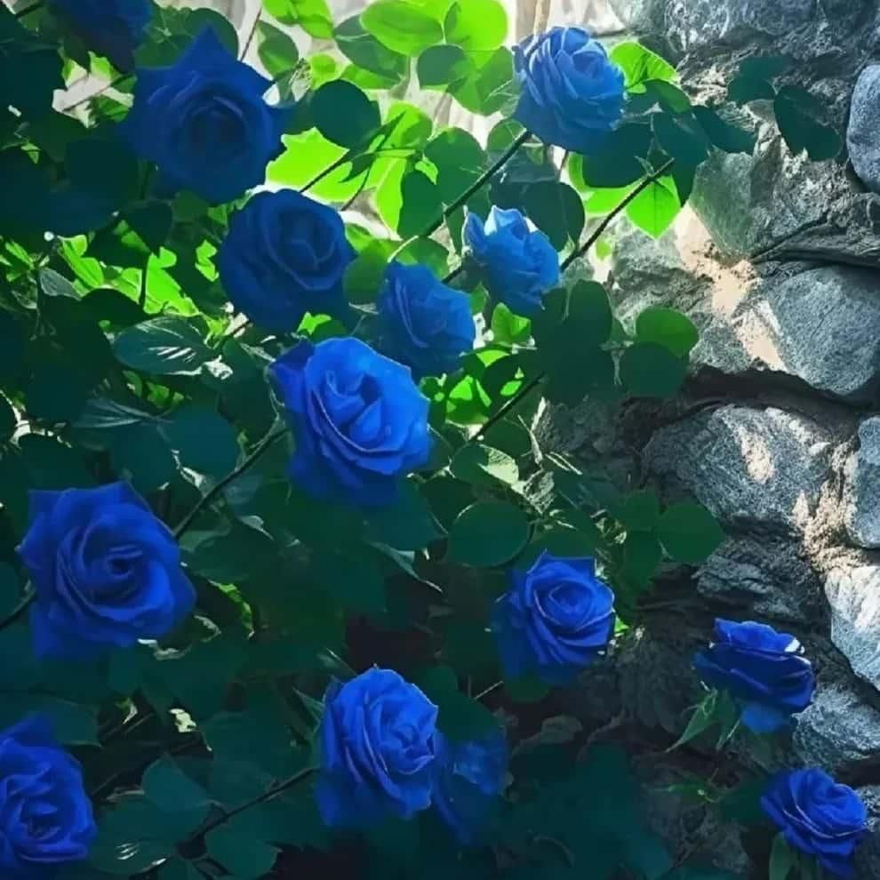 Blue Climbing Rose Seeds – Rare Flower Seeds for Garden Beauty | NISHU Superstores