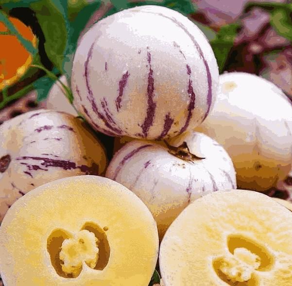 Ginseng Fruit Seeds – Medicinal & Nutrient-Rich Super fruit for Home Growing | NISHU Superstores