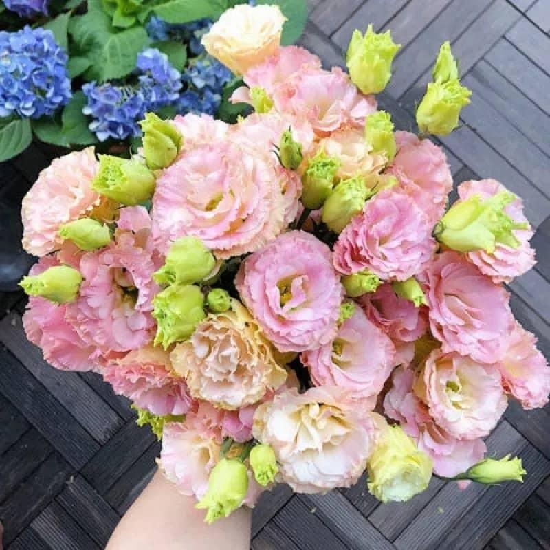 Lisianthus Flower Seeds – Elegant Blooms for Home & Garden | NISHU Superstores