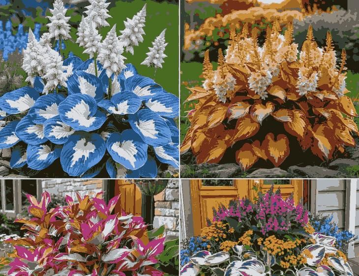 Hosta Flower Seeds – Shade-Tolerant & Cold-Hardy Perennials for Garden | NISHU Superstores