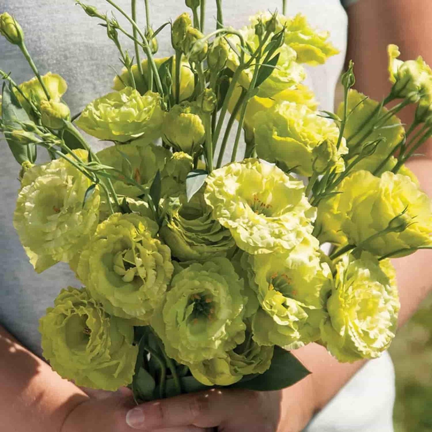 Lisianthus Flower Seeds – Elegant Blooms for Home & Garden | NISHU Superstores