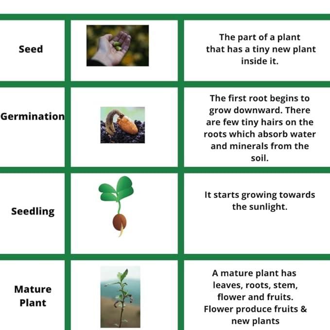 Mini Thumb Size Watermelon Seeds – Cute, Sweet & Easy to Grow | NISHU Superstores