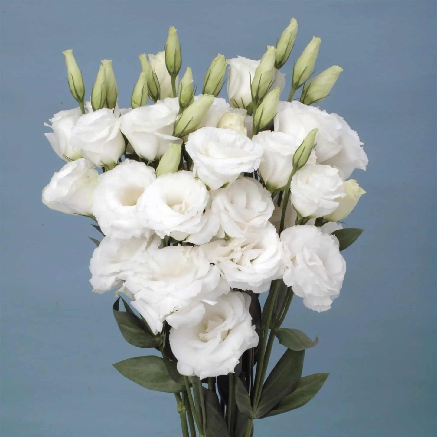 Lisianthus Flower Seeds – Elegant Blooms for Home & Garden | NISHU Superstores