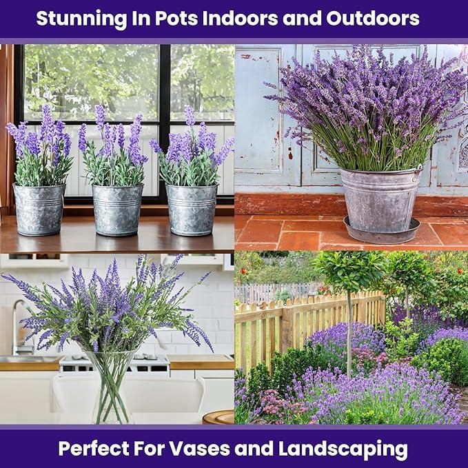 Lavender Seeds for Planting – 350gm Pack for Home Garden & Outdoor Farming | NISHU Superstores