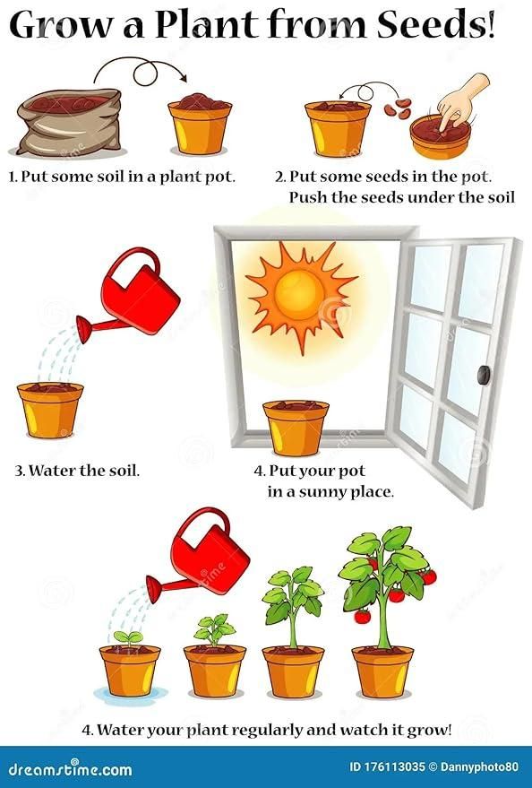 Mini Thumb Size Watermelon Seeds – Cute, Sweet & Easy to Grow | NISHU Superstores