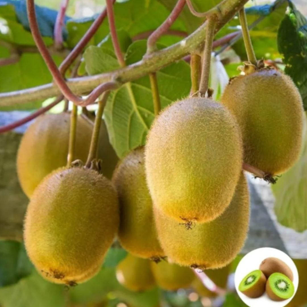 Kiwi Fruit Seeds – Juicy, Sweet & Sour | Perfect for Home Planting | NISHU Superstores
