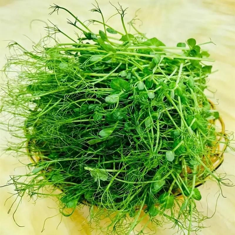 Green Peas Seeds (Pack of 20) – Fresh, High-Yield Vegetable Seeds for Home Garden | NISHU Superstores