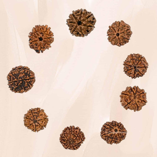 7 Mukhi Rudraksha with Silver Cap – Spiritual Protection Pendant | NISHU Superstores