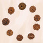 7 Mukhi Rudraksha with Silver Cap – Spiritual Protection Pendant | NISHU Superstores