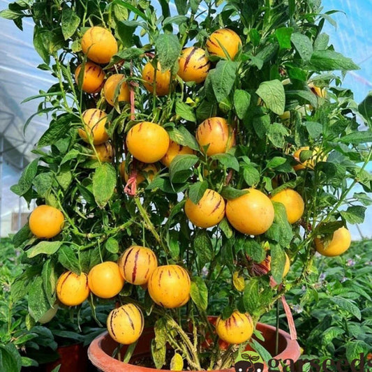Ginseng Fruit Seeds – Medicinal & Nutrient-Rich Super fruit for Home Growing | NISHU Superstores