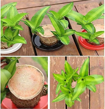 Brazilian Lucky Wood – Mini Home Plant Decoration for Positivity & Style | NISHU Superstores