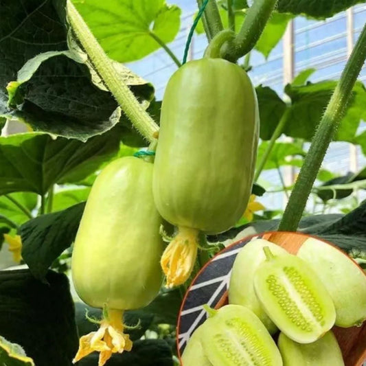 Golden Boy Lady Cucumber Seeds – High Yield & Fast Growing | NISHU Superstores