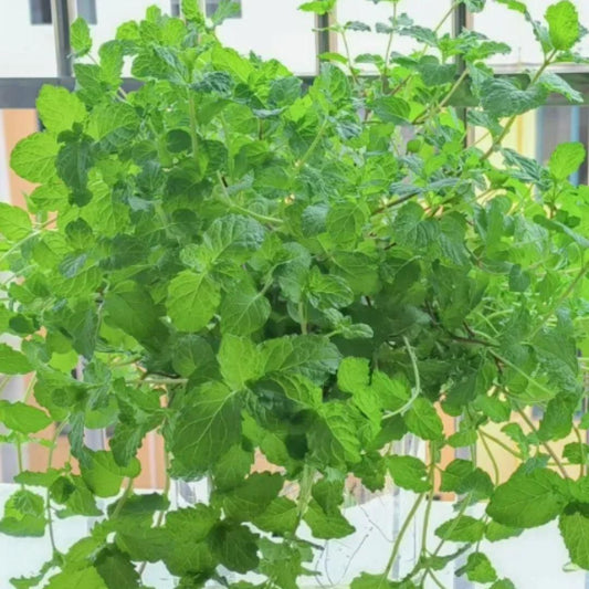 Ornamental & Edible Mint Varieties – Fresh Aroma & Dual Use | NISHU Superstores