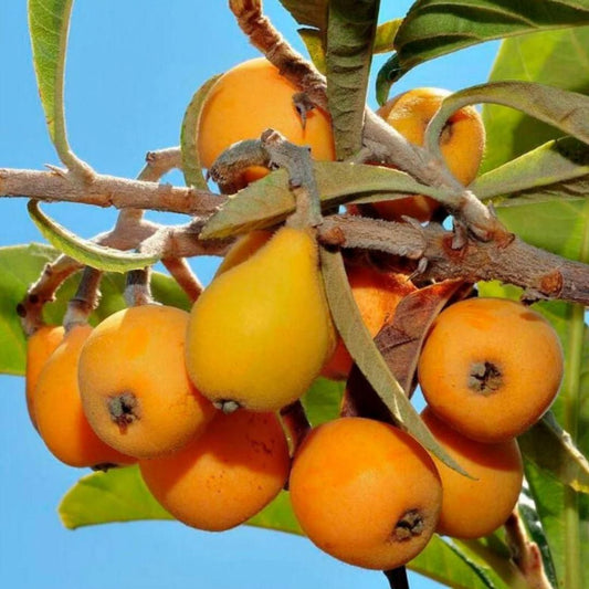 Five-Star Loquat Seeds – Premium Quality, Juicy Fruit, Easy to Grow | NISHU Superstores