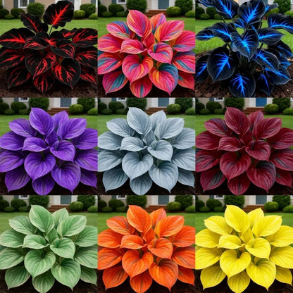 Blue Flame Hostas Seeds + 100g Organic Pot Mix Free – Gardening Kit | NISHU Superstores