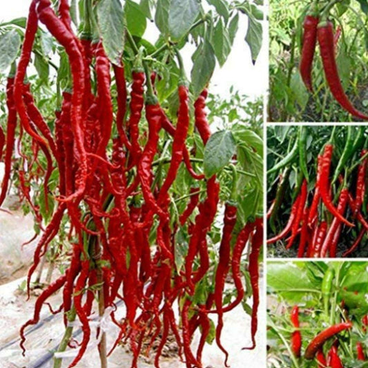 Hybrid Chili Seeds – High Yield, Spicy & Easy to Grow | NISHU Superstores